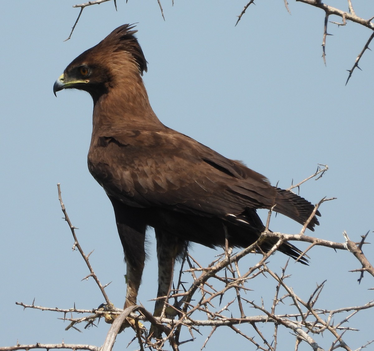 Long-crested Eagle - Timothy Whitehead