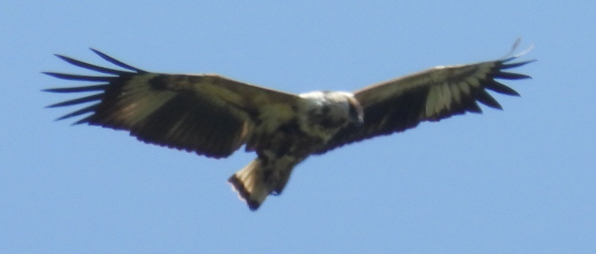 African Fish-Eagle - Timothy Whitehead