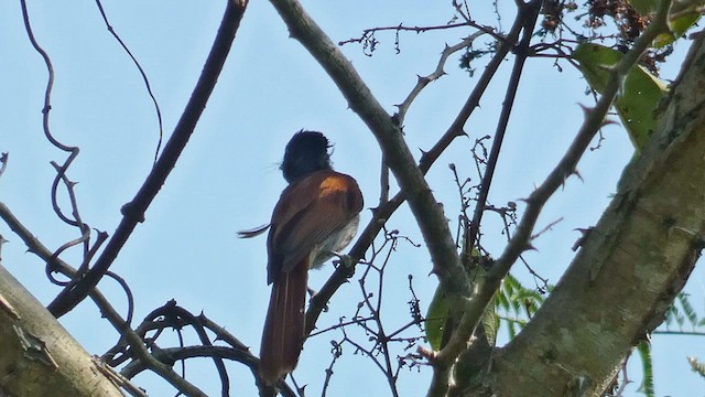 African Paradise-Flycatcher - ML614139196