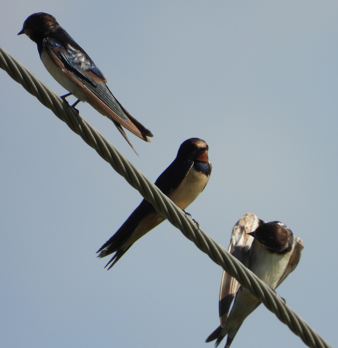 Barn Swallow - Timothy Whitehead