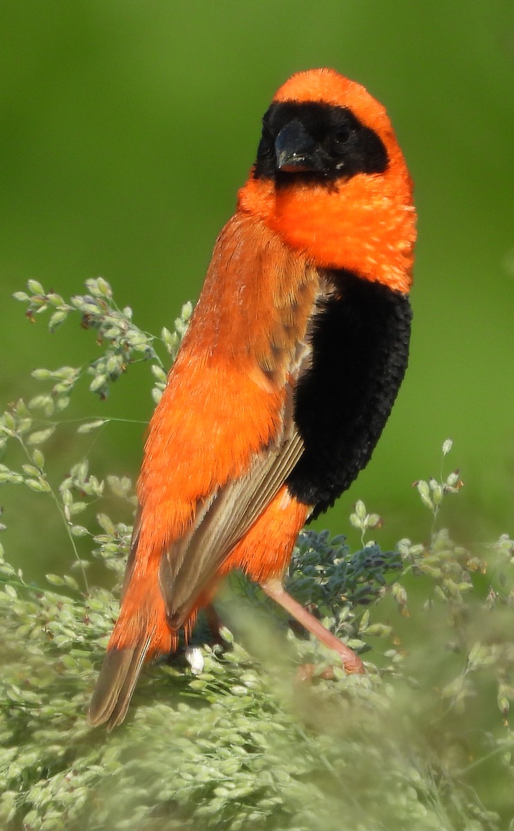 Southern Red Bishop - Timothy Whitehead