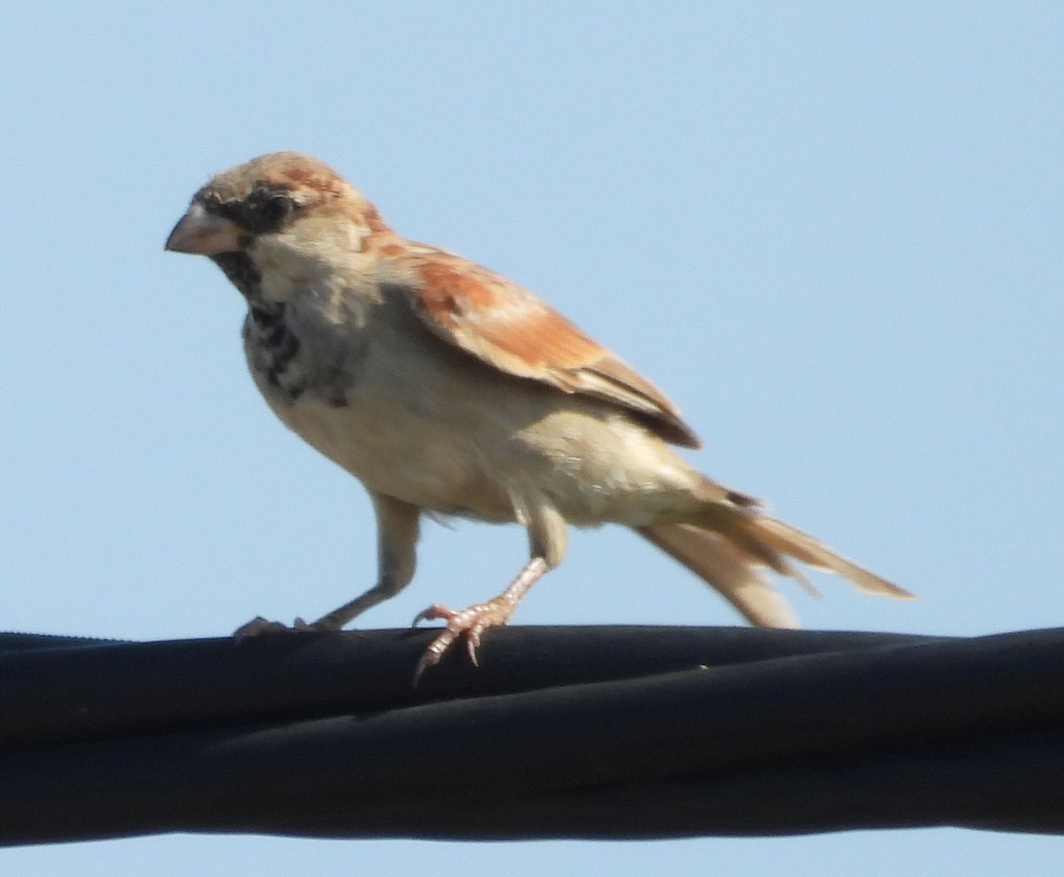 House Sparrow - Timothy Whitehead