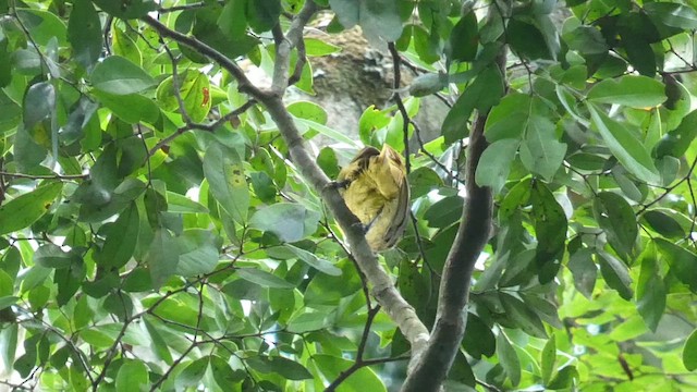 Red-tailed Greenbul - ML614139222