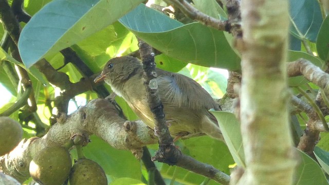 Gray Greenbul - ML614139229