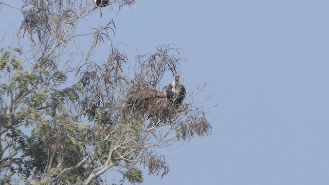 White-rumped Vulture - ML614139231