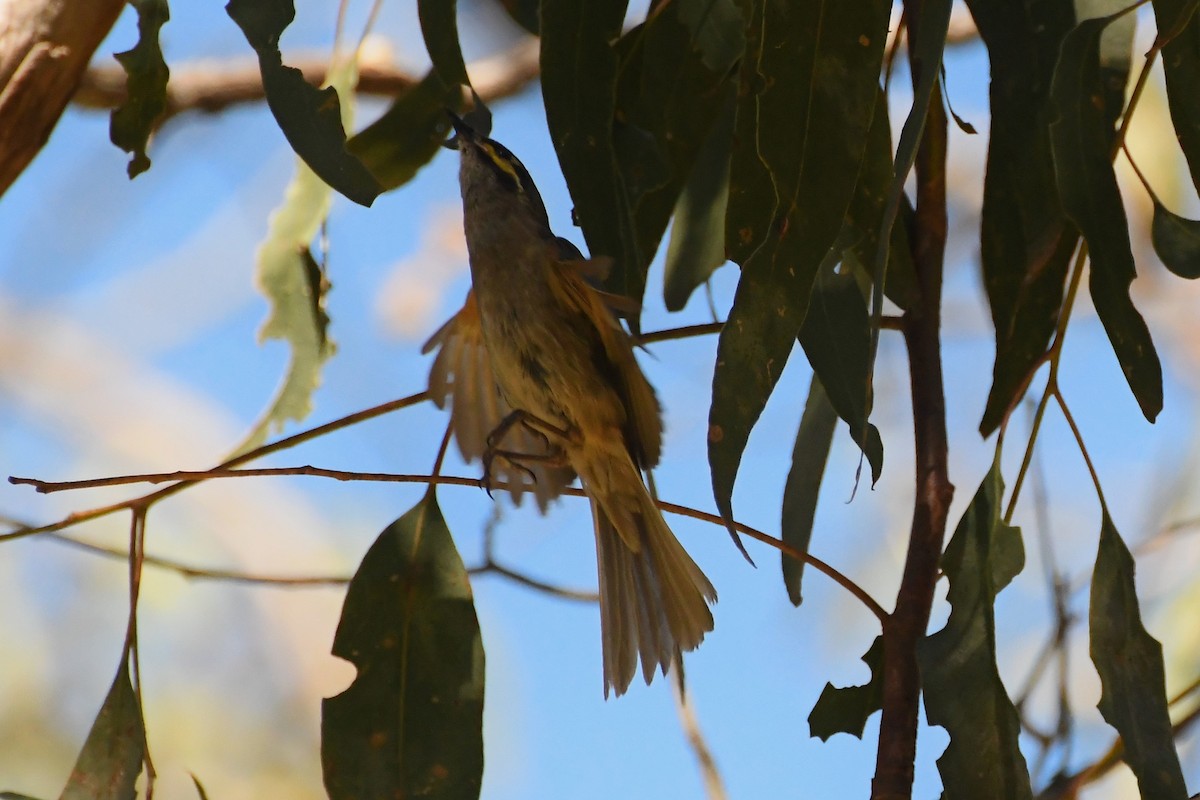 Yellow-faced Honeyeater - ML614139234