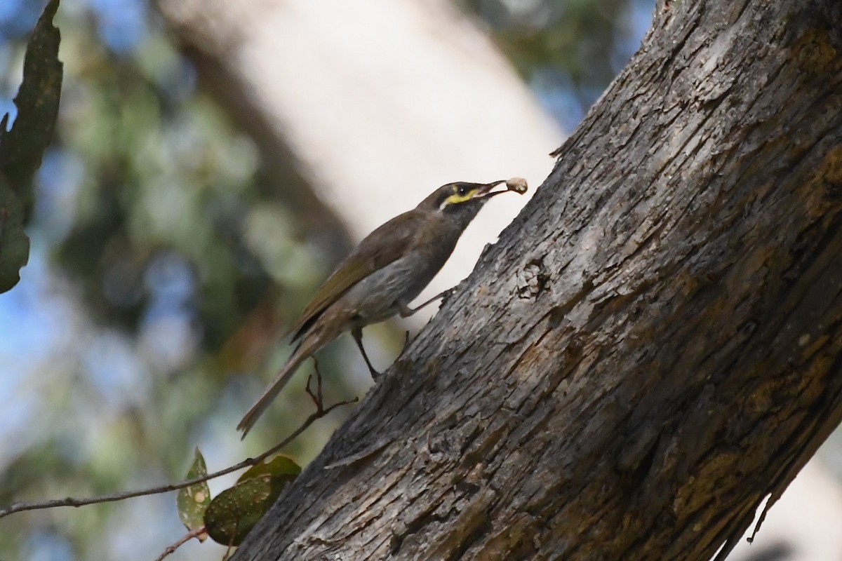 Yellow-faced Honeyeater - ML614139235