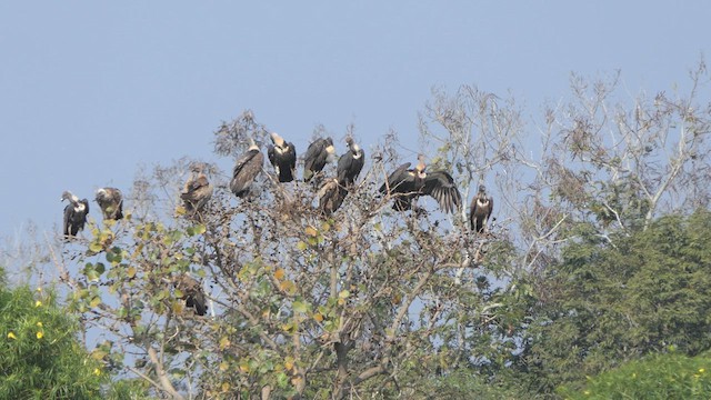 White-rumped Vulture - ML614139242