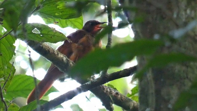 Red-tailed Ant-Thrush - ML614139247