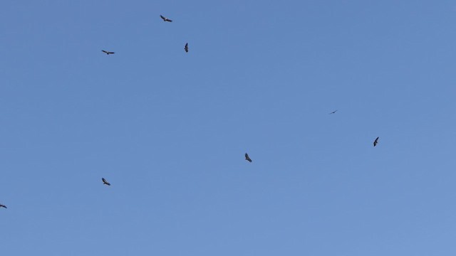 White-rumped Vulture - ML614139257