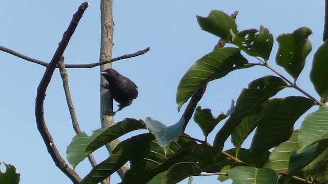 Negrita Canosa - ML614139260