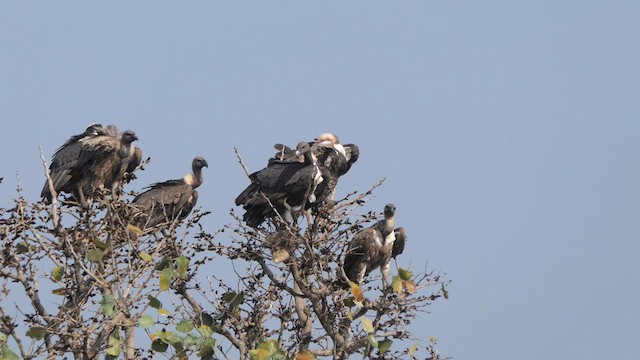 White-rumped Vulture - ML614139266