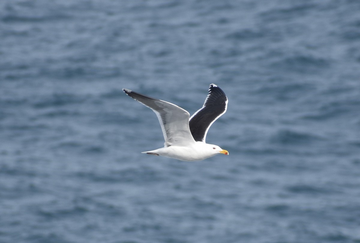 Great Black-backed Gull - ML614139273