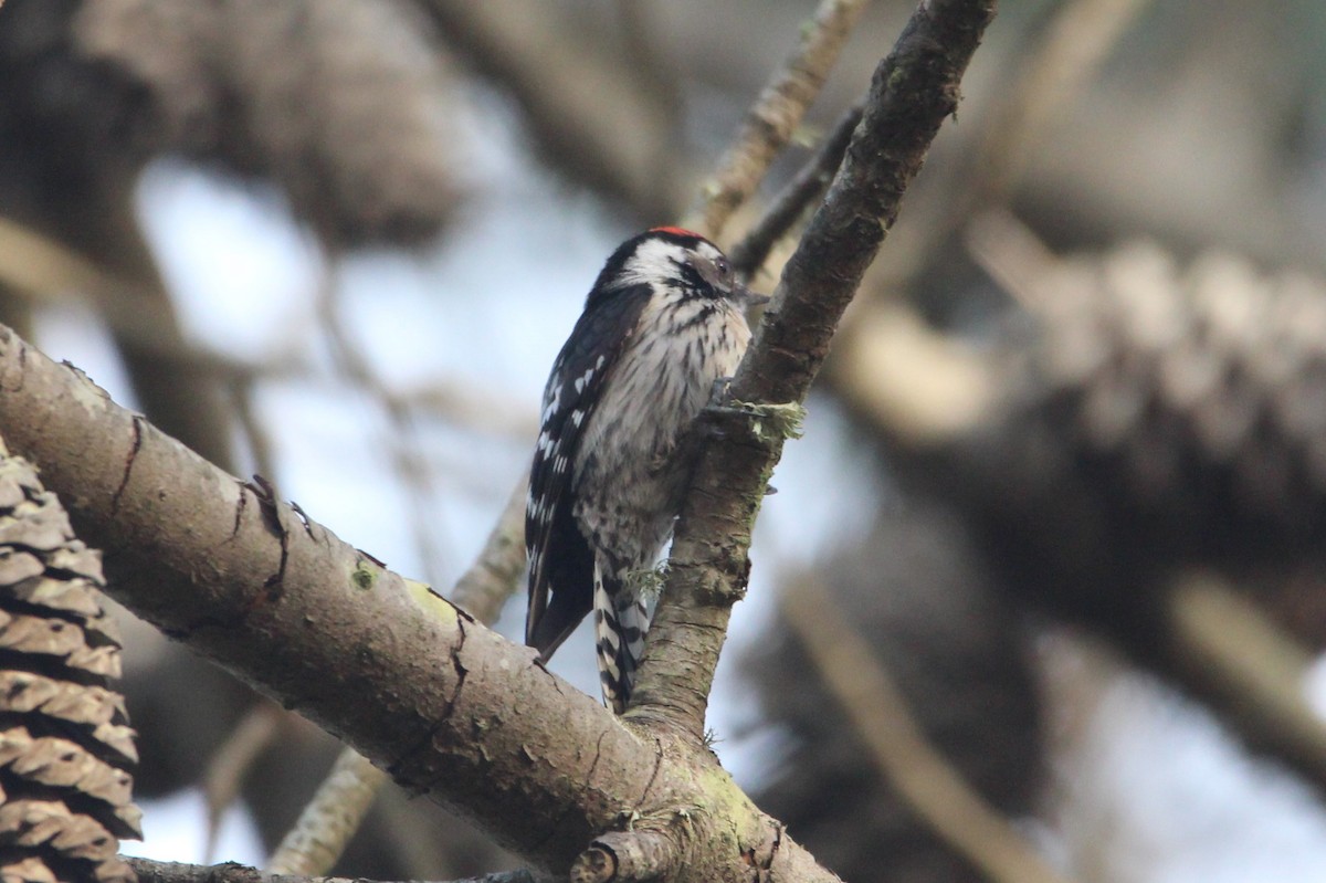 Lesser Spotted Woodpecker - ML614139331