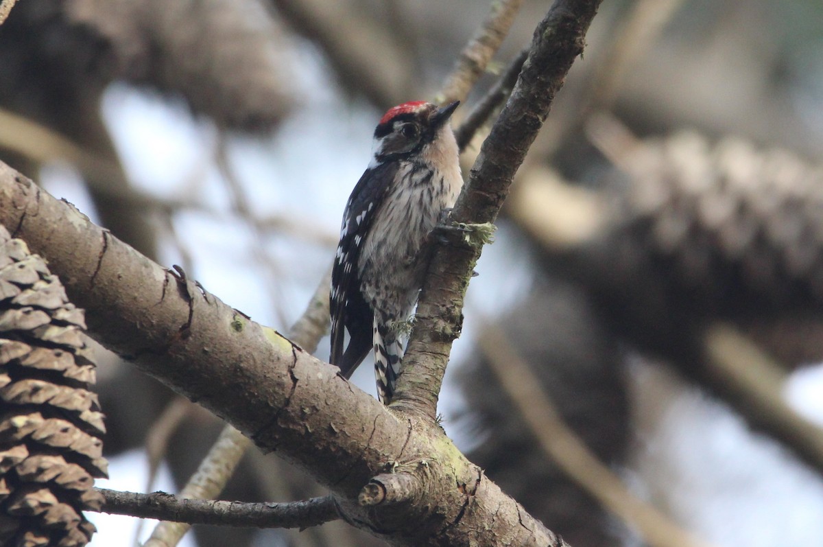 Lesser Spotted Woodpecker - ML614139332