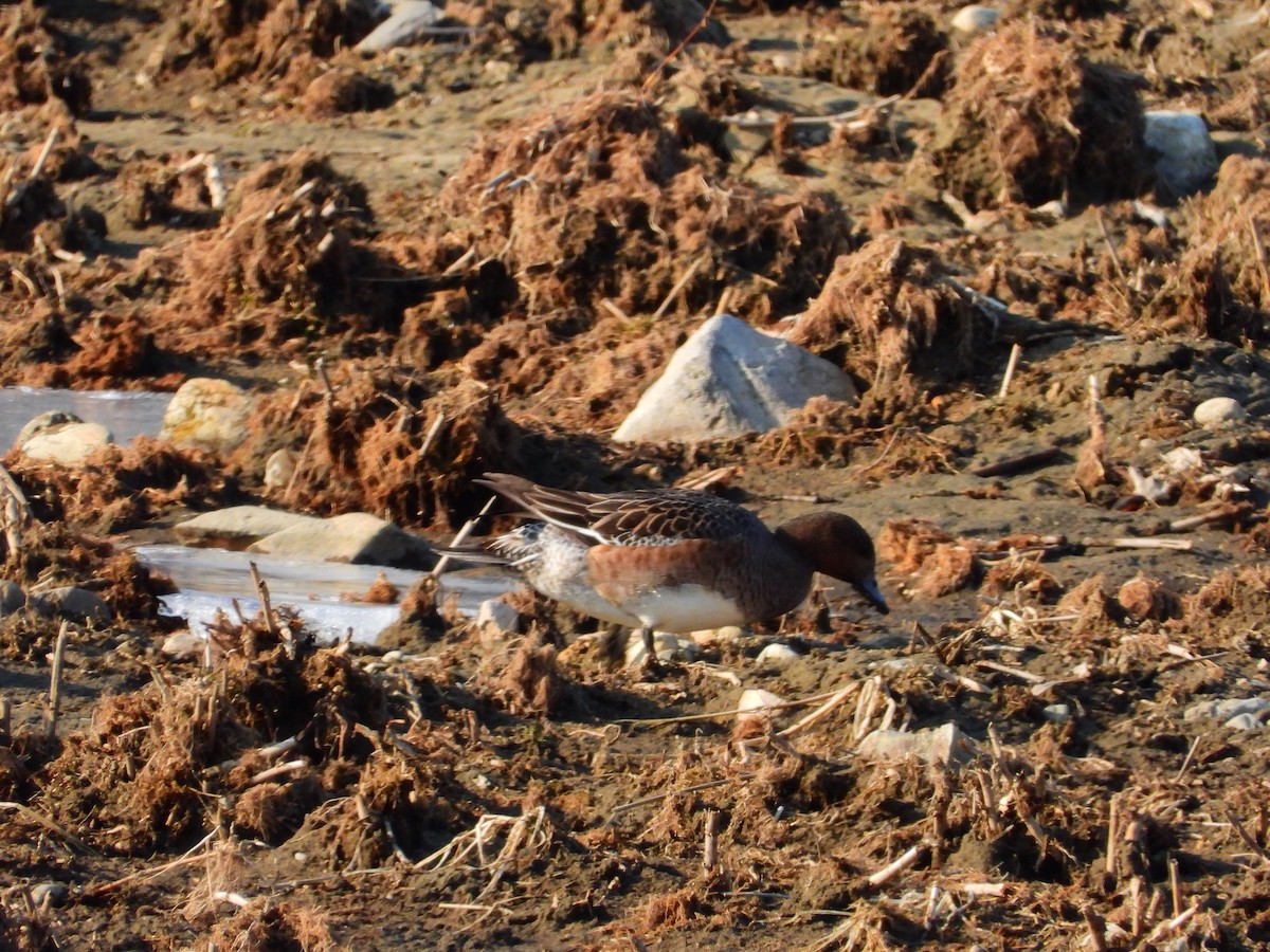 Eurasian Wigeon - ML614139412