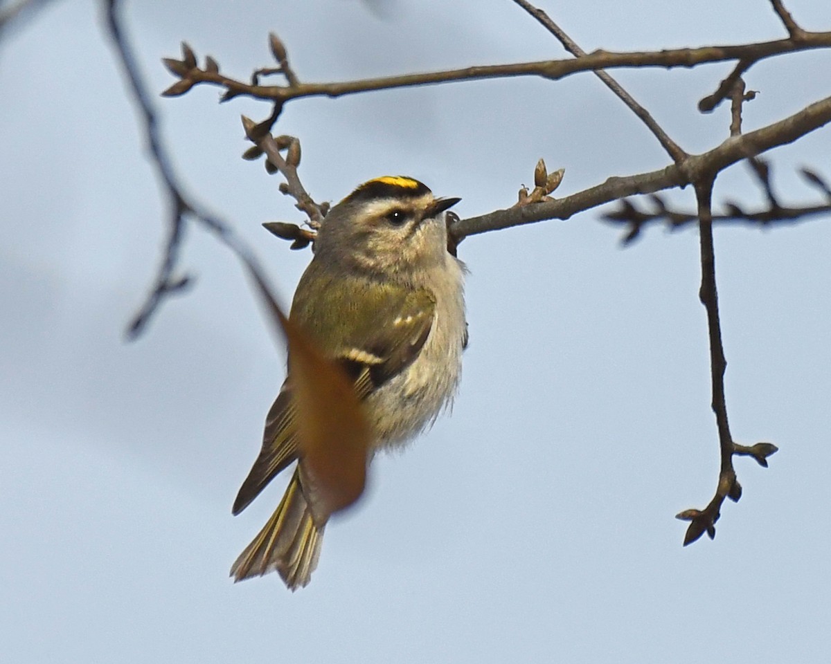 Golden-crowned Kinglet - Patricia Goldberg