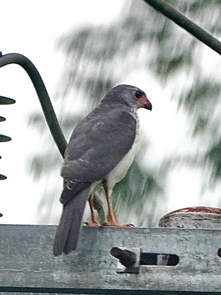 Gray-headed Goshawk - ML614139528