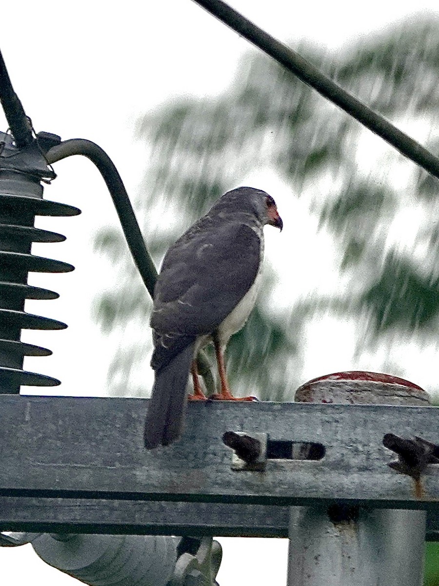 Gray-headed Goshawk - ML614139529