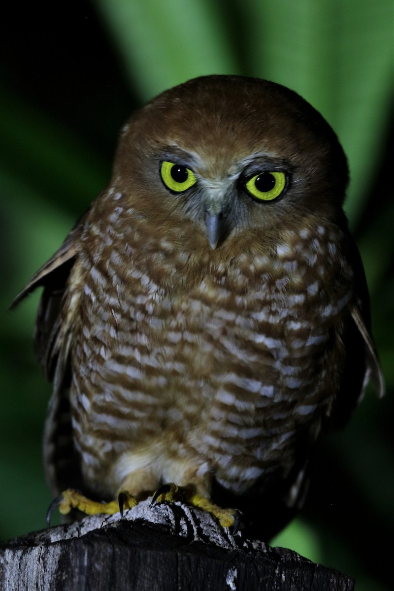 Christmas Island Boobook - Mark Stanley