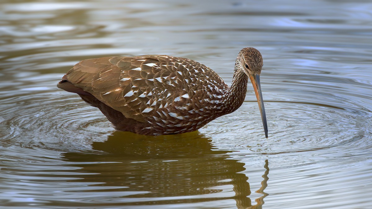 Limpkin - Steve Wilson