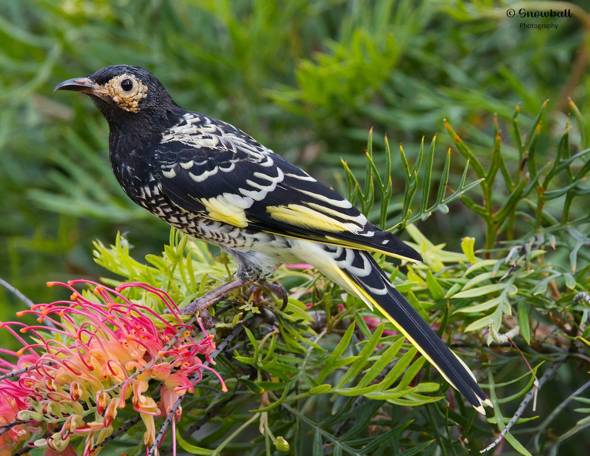Regent Honeyeater - Martin Snowball