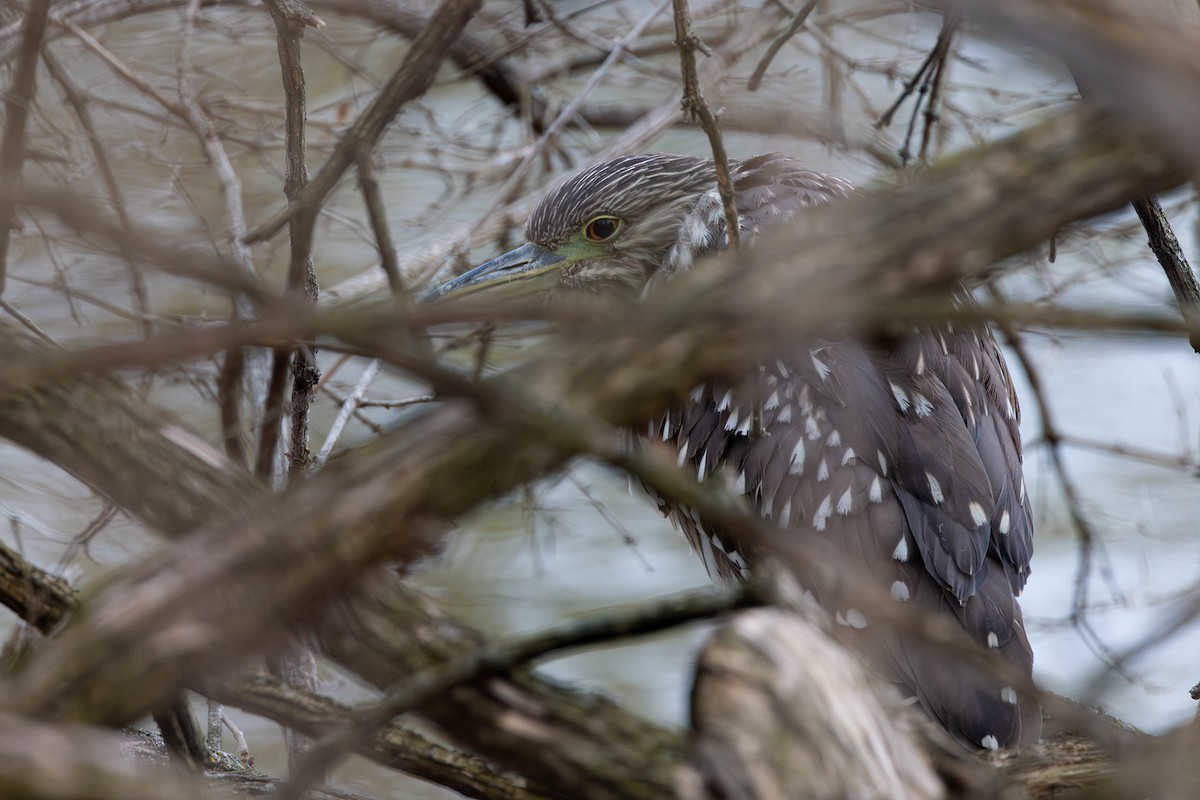 Black-crowned Night Heron - Steve Wilson