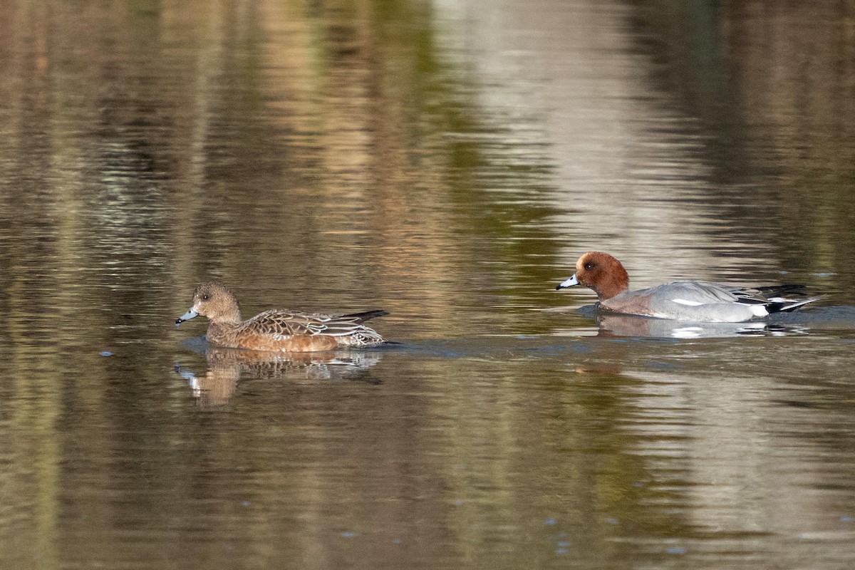 Eurasian Wigeon - Holger Schneider