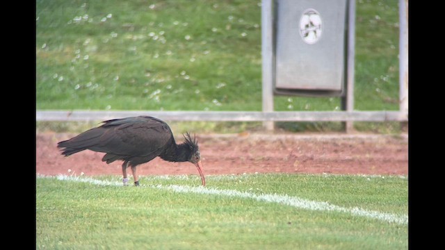 Northern Bald Ibis - ML614139765