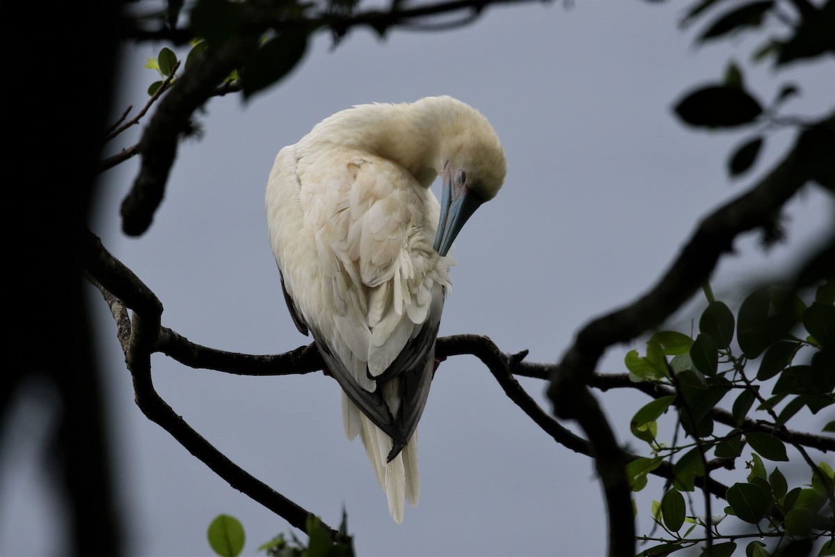 Red-footed Booby - ML614139826