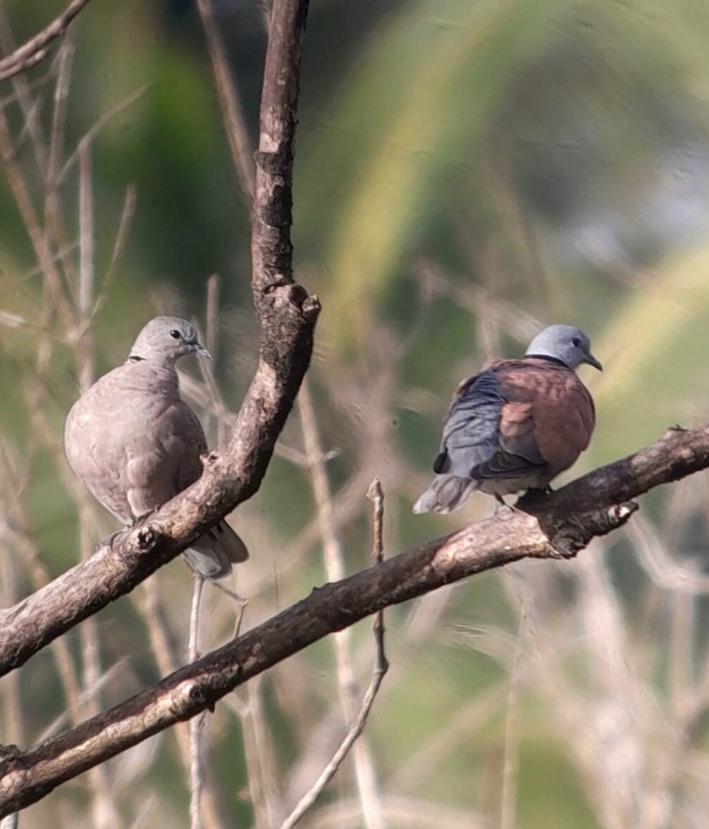 Red Collared-Dove - ML614139832