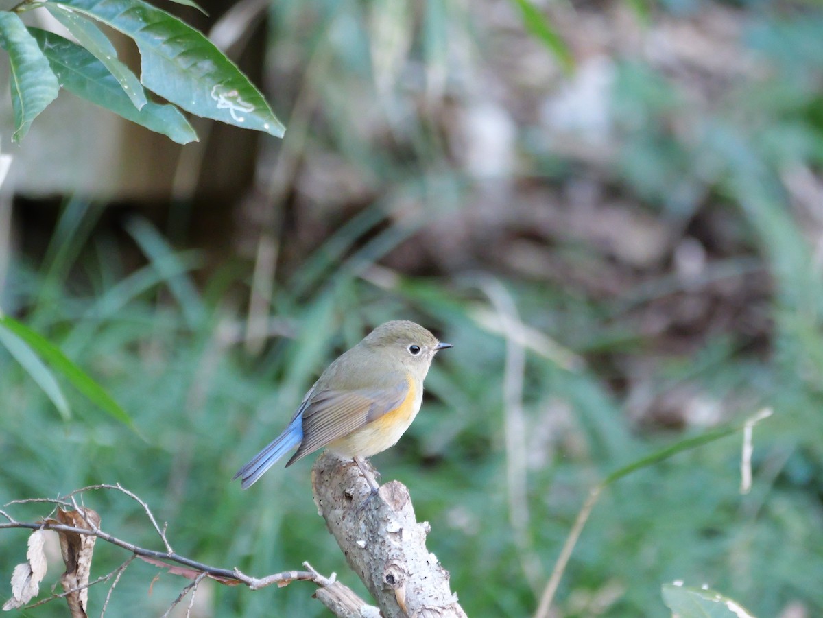 Robin à flancs roux - ML614139853