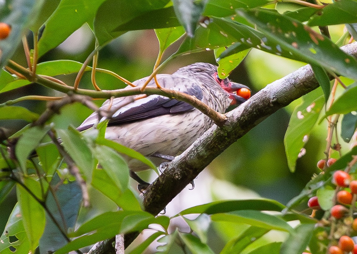 Black-tailed Tityra - Cristiane Homsi