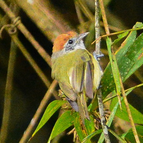 Rufous-crowned Greenlet - Cristiane Homsi