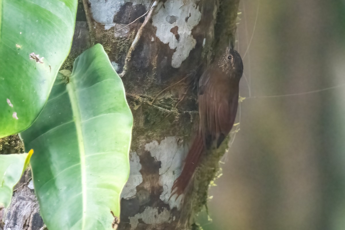 Wedge-billed Woodcreeper - ML614140016