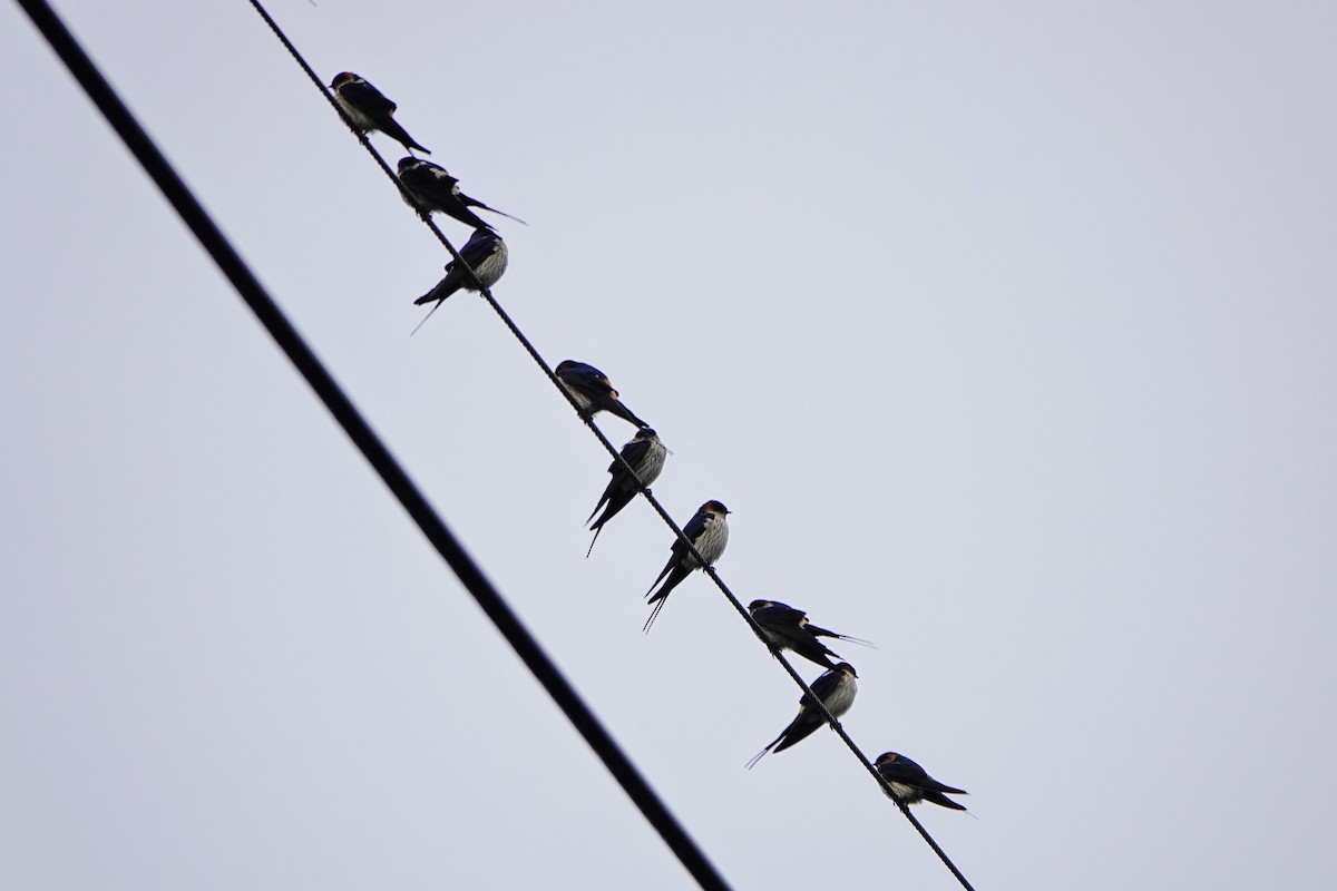 Striated Swallow - ML614140064