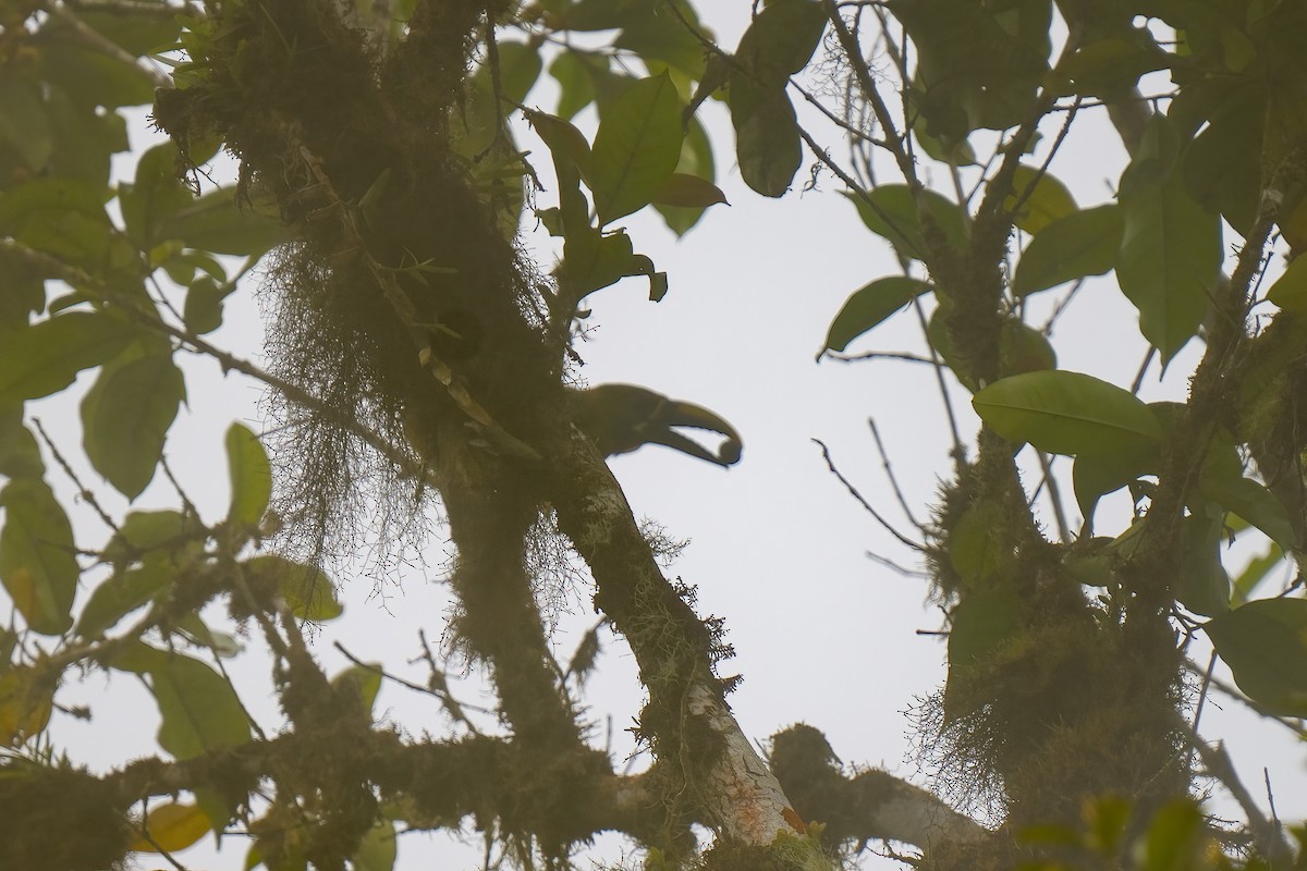 Northern Emerald-Toucanet - ML614140148