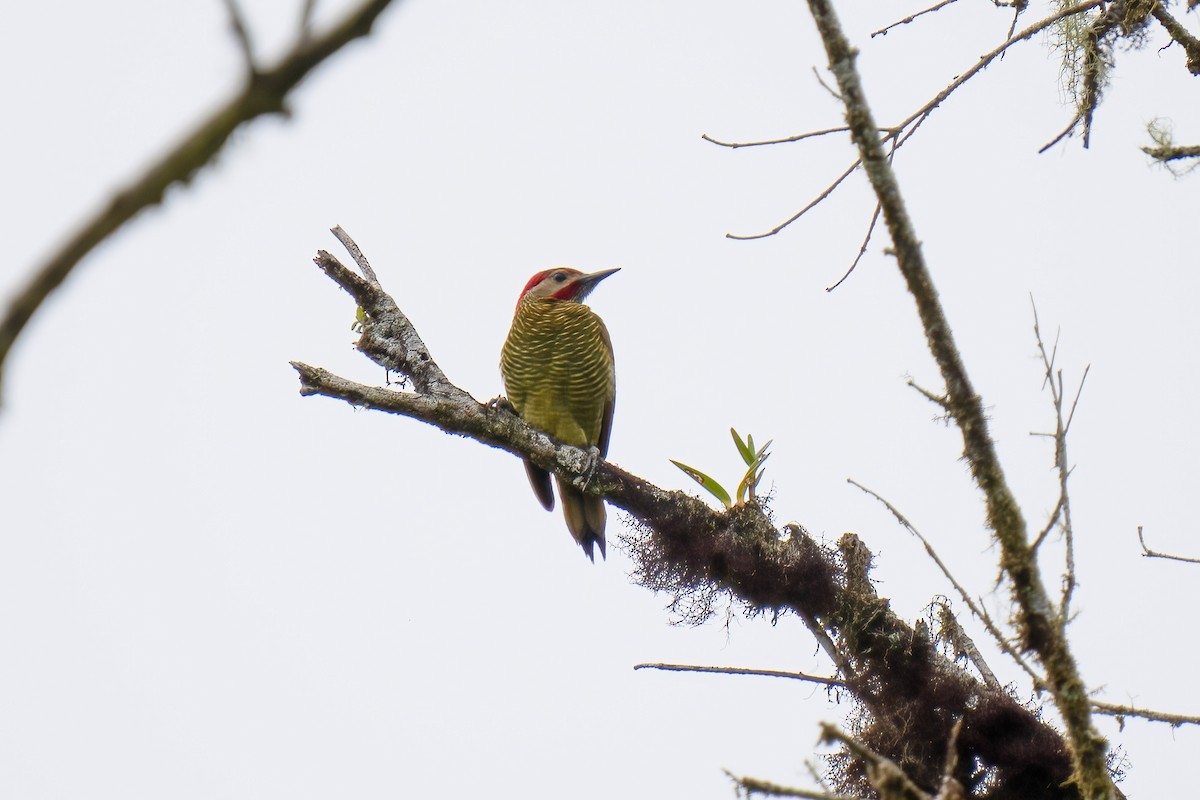 Golden-olive Woodpecker - ML614140151