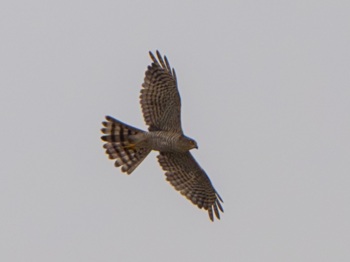 Japanese Sparrowhawk - ML614140154