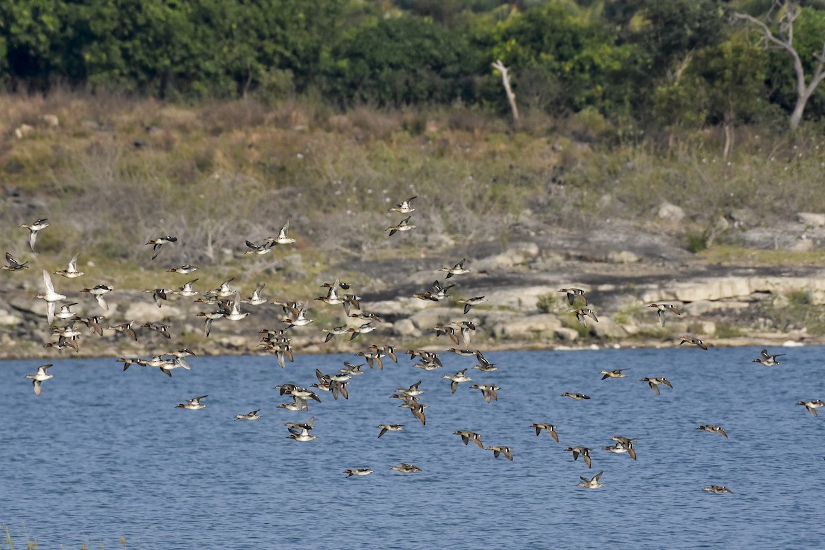 Green-winged Teal - ML614140218