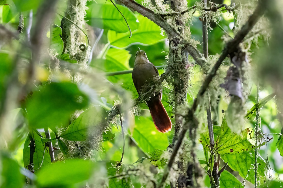 Chiriqui Foliage-gleaner - ML614140245