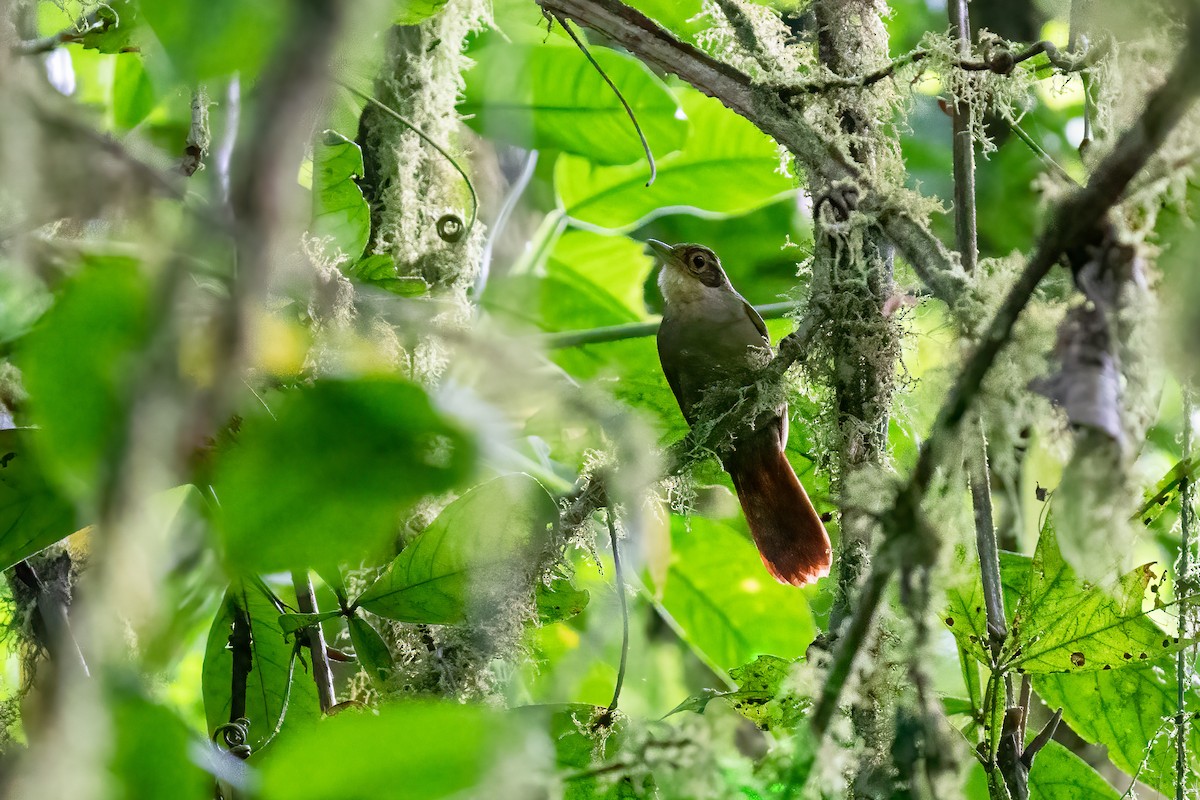 Chiriqui Foliage-gleaner - ML614140246