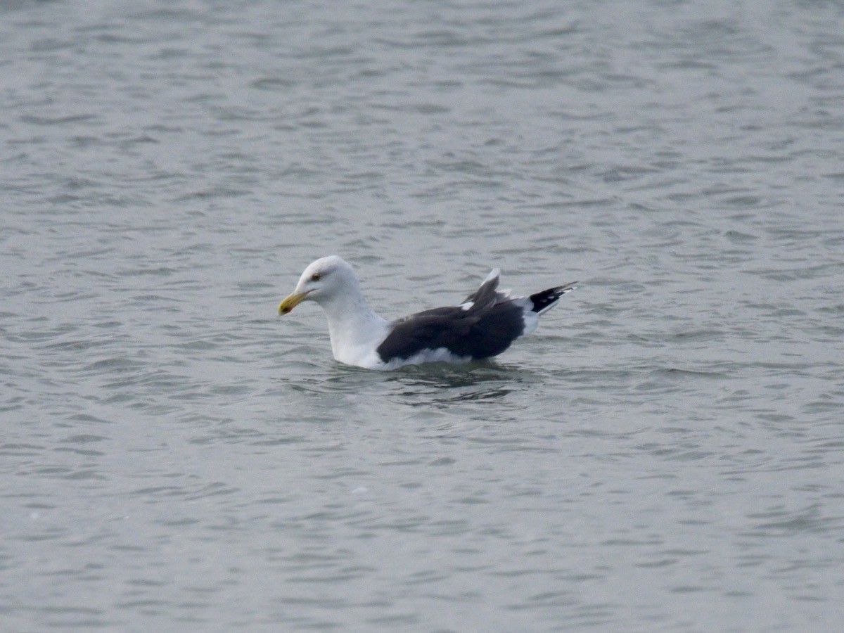 Lesser Black-backed Gull - ML614140286