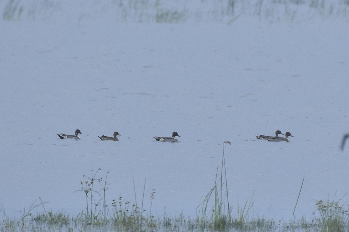 Northern Pintail - ML614140332