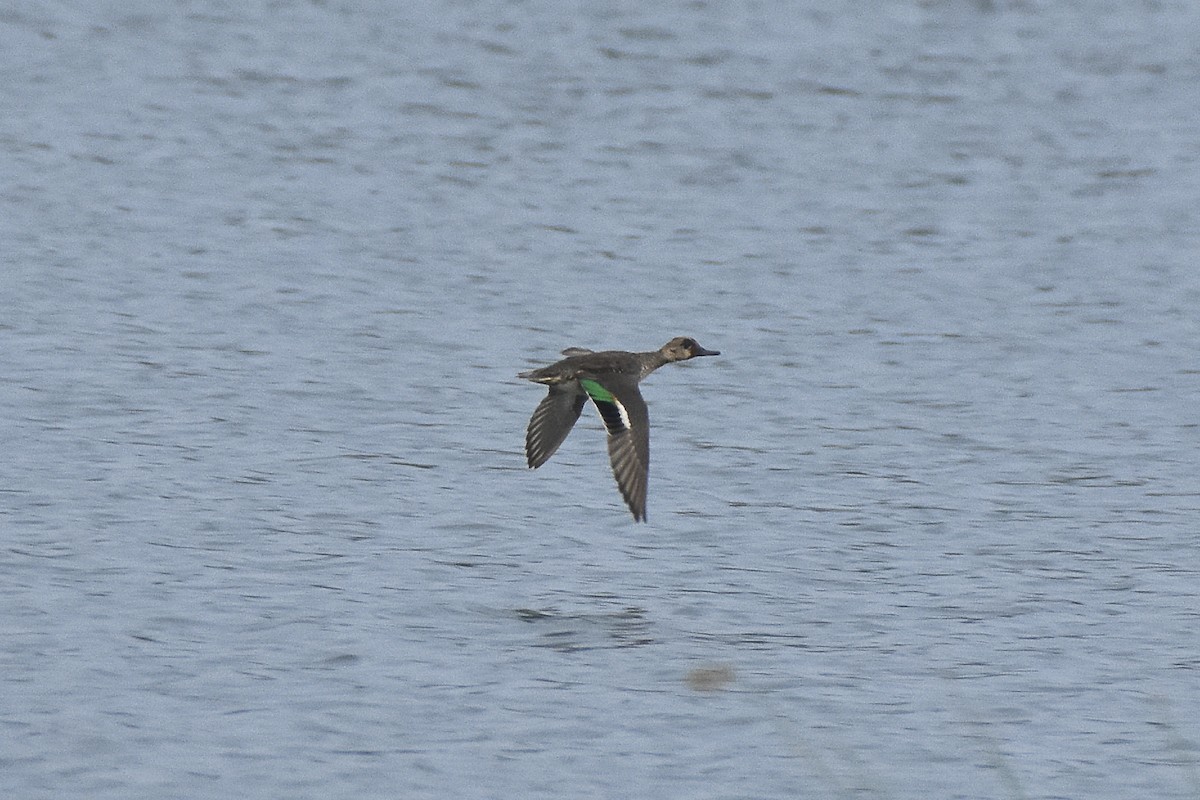 Green-winged Teal - ML614140335