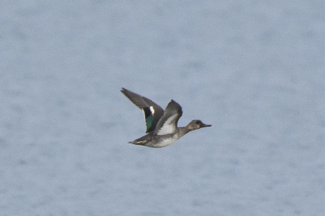 Green-winged Teal - ML614140336