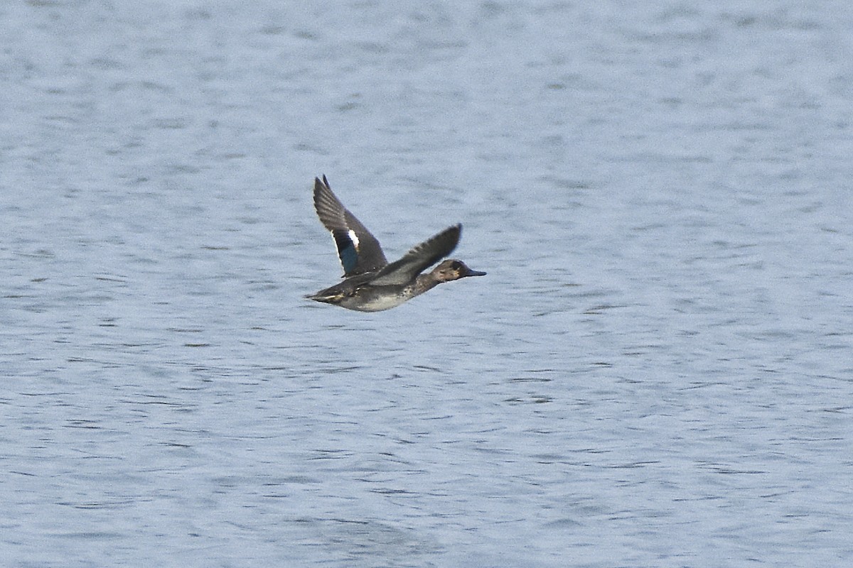 Green-winged Teal - ML614140337