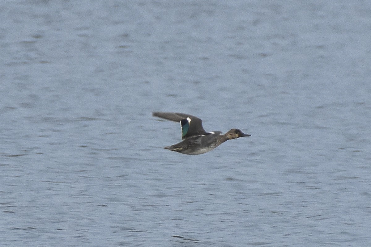 Green-winged Teal - ML614140338