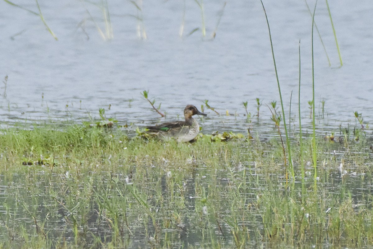 Green-winged Teal - ML614140339