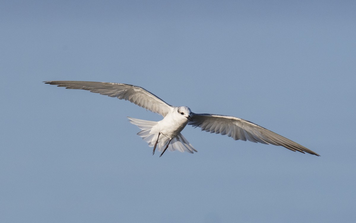 Whiskered Tern - Ashraf Anuar Zaini